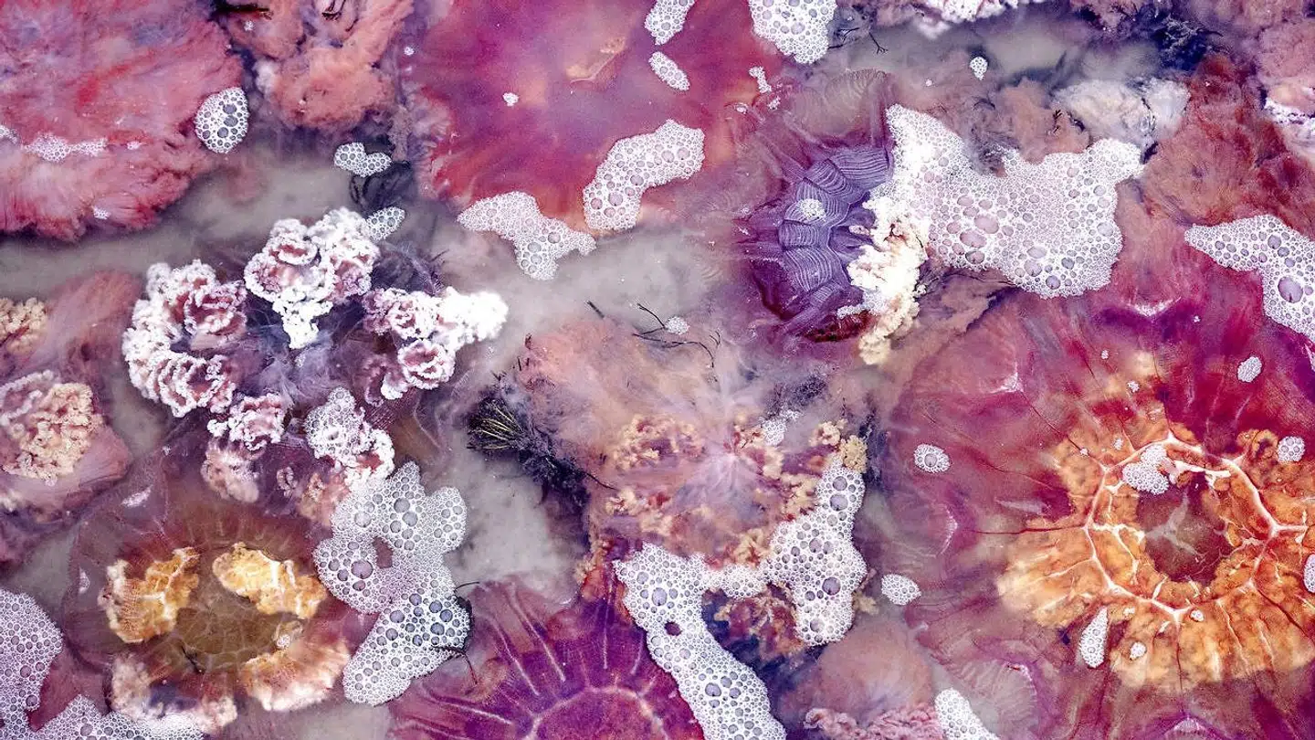 Et yderst spektakulært syn har de seneste dage mødt folk, som har lagt vejen forbi Hornbæk Strand.