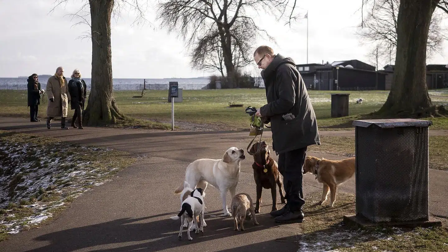 Der bliver rig mulighed for en travetur i flot solskin torsdag. DMI lover sol til alle. (Arkivfoto)