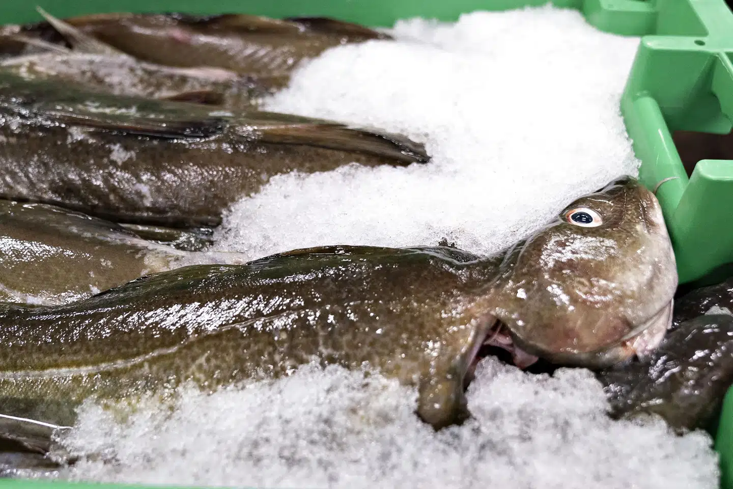 Danske fiskere smed de fleste fangede torsk tilbage i Kattegat sidste år. (Arkivfoto) Henning Bagger/Ritzau Scanpix