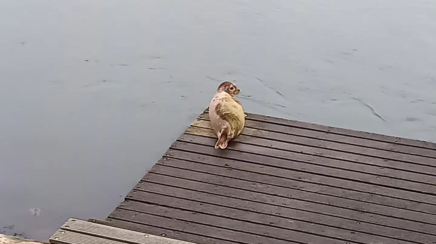 Sælen er blevet spottet af borgere de seneste par dage.