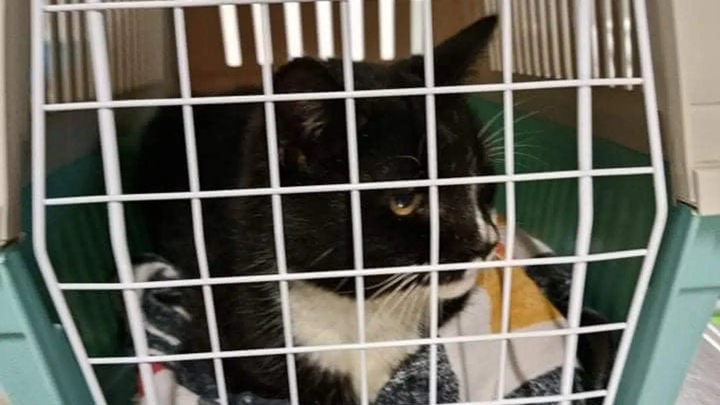 Charlie blev indleveret til Fyns Internat 3. december, efter ejeren af grillen Banjo's ad flere måneder havde forsøgt at finde frem til ejeren på Facebook. Dagen efter - 4. december - blev han genforenet med sin glade ejer. Foto: Fyns Dyreinternat