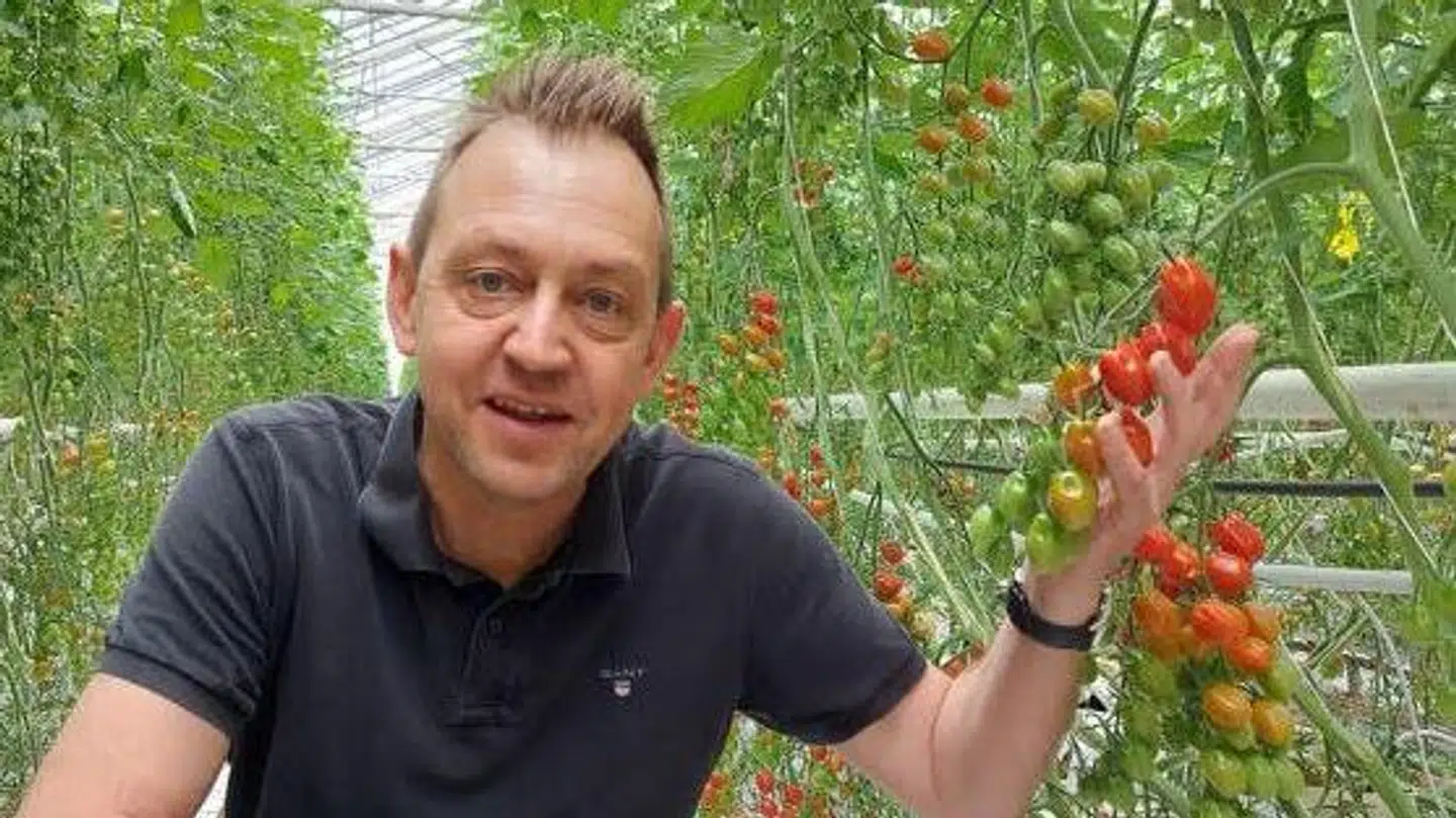 Glade Grøntsager har dyrket tomater og augurker i 17 år. Men nu må produktionen reduceres for ikke at tabe millioner. Priuvatfoto.