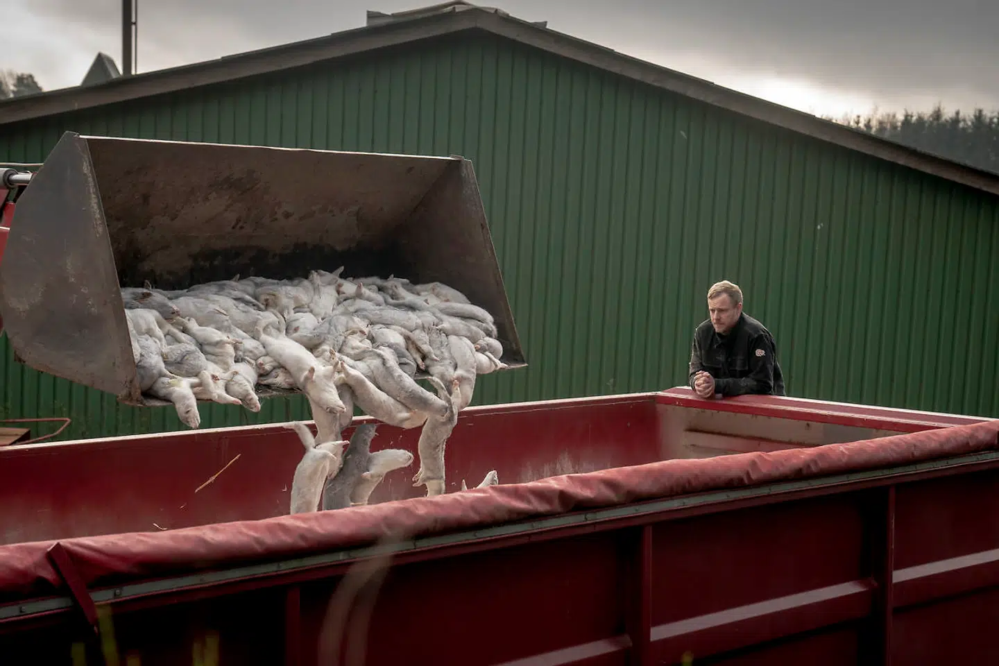 4. november sidste år beordrede regeringen på et pressemøde samtlige mink i Danmark slået ned. Uden lovhjemmel.