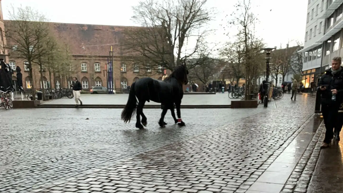 Det var denne hest, der løb løbsk. Privatfoto.