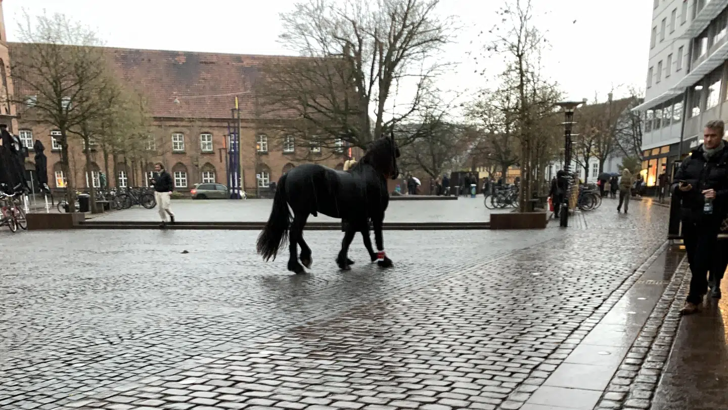 Det var denne hest, der løb løbsk. Privatfoto.