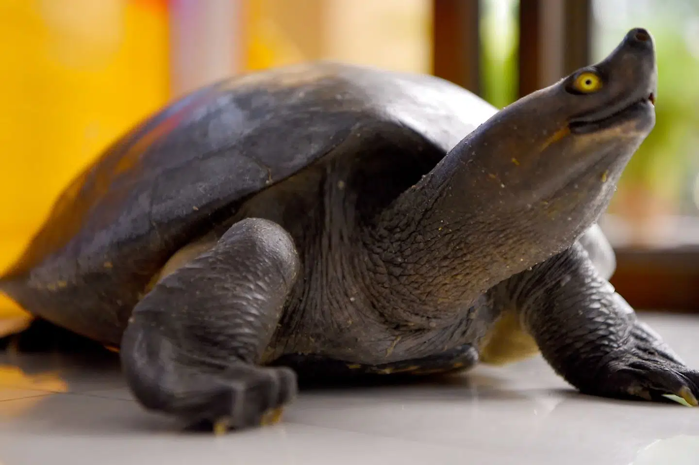 En kongelig skildpadde, som arten kaldes lokalt i Cambodia.