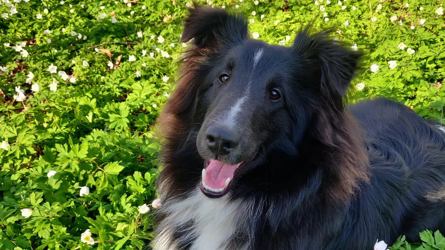 Nezha lå og slappede af, da kanonslaget blev kastet mod ham.