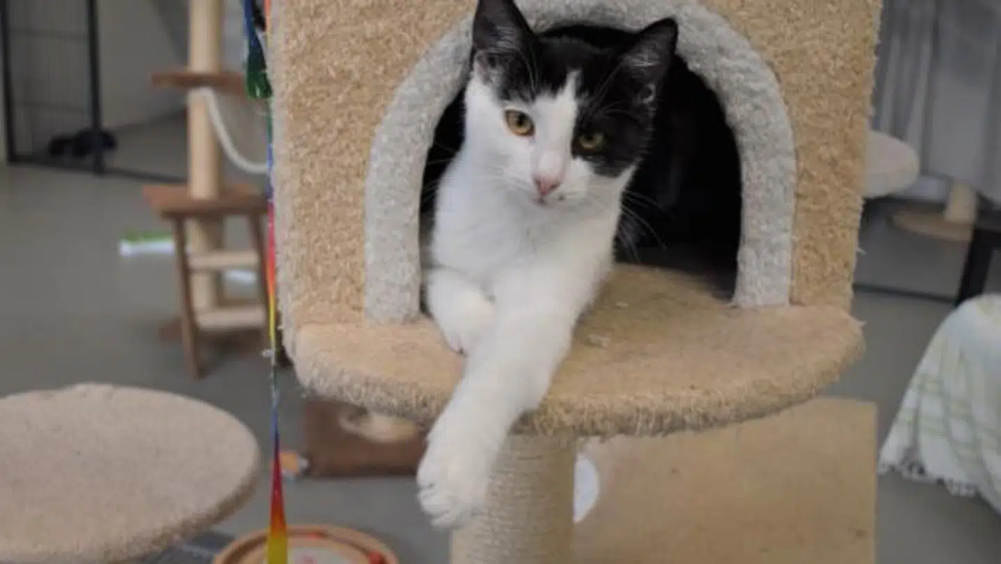 Topsy er kommet sig efter sine skader. Internatet beskriver ham som legesyg og lidt af en puttetrold.