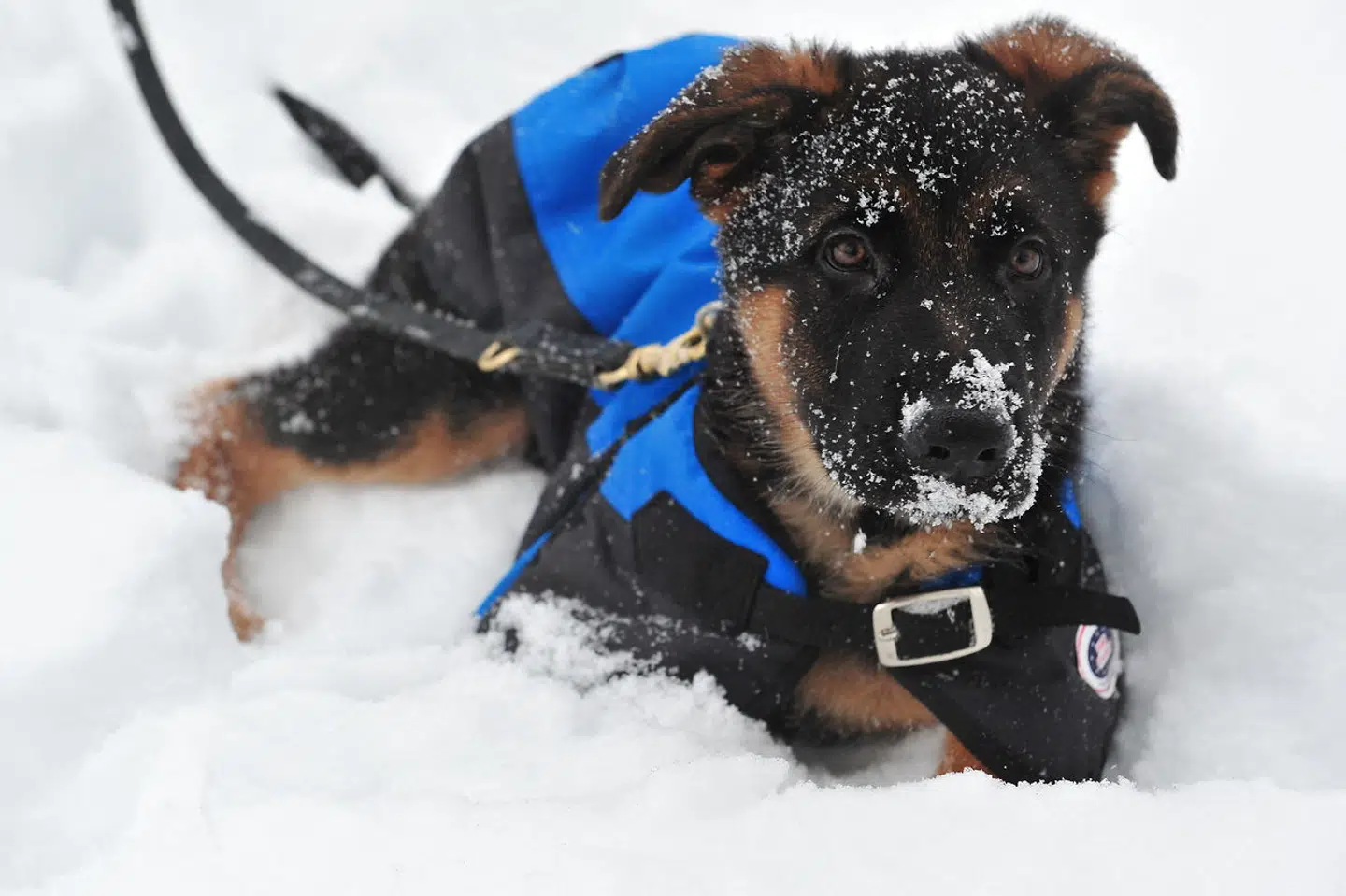 En schæferhundehvalp leger i sneen i Virginia, USA, i 2014.