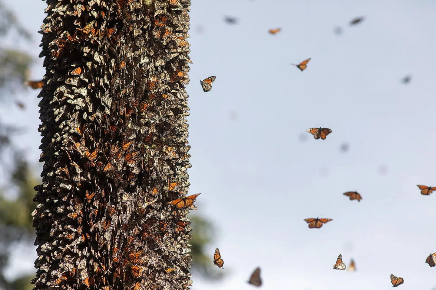 Her flyver monark-sommerfugle fra et træ, der er fyldt med sommerfugle i foråret 2021.