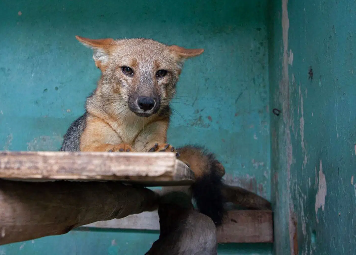 Run Run er fanget og på plads i en zoologisk have.