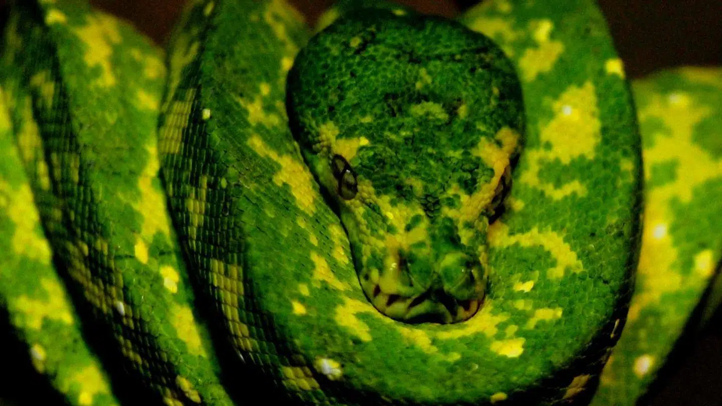 Det var en kongepyton i lidt andre farver end denne, som tirsdag eftermiddag udløste et opkald til Nordjyllands Politi.