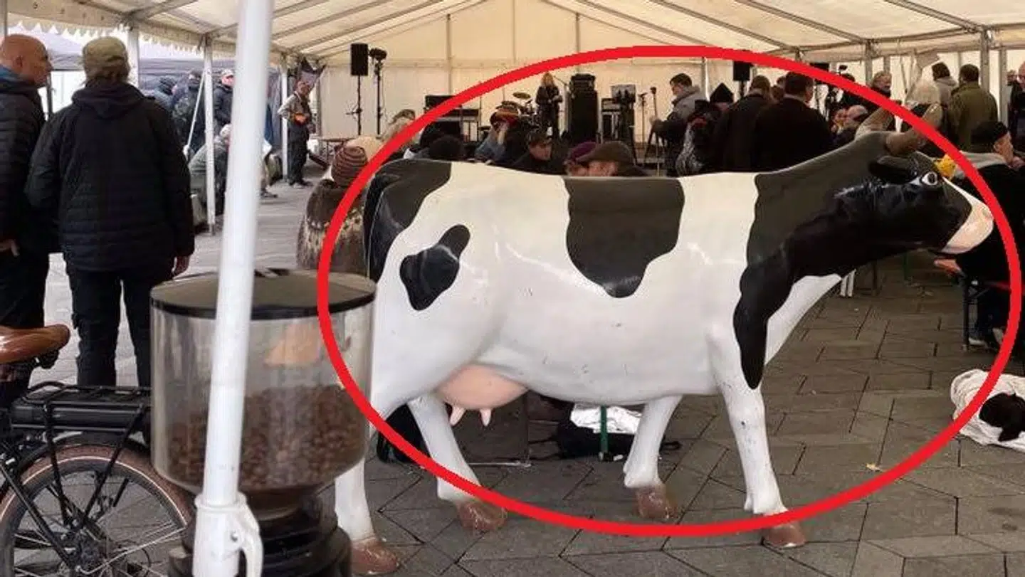 Koen er blevet spottet på Rådhuspladsen, og her blev den foræret til Sussi Gerne Knudsen og hendes venner. Foto: Dorte Guldager.