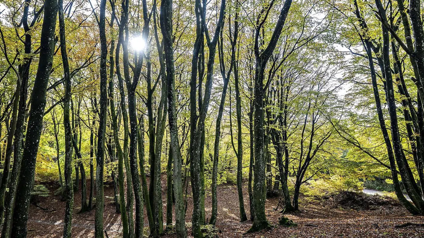 Skov og natur er noget af det, som Nanna Elizabeth Hovgaard har savnet i København – her Hammer Bakker nord for Aalborg.
