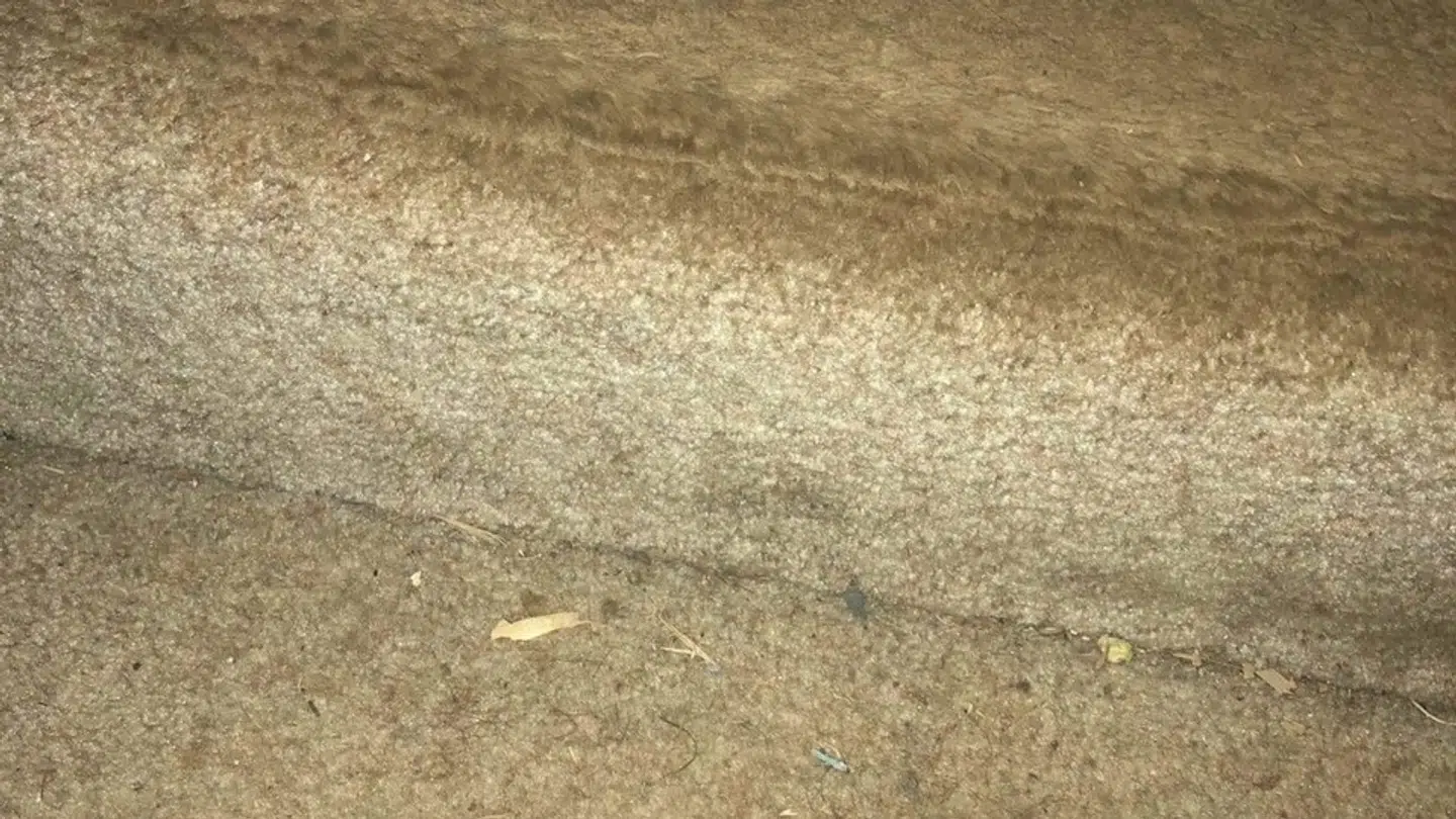 Der var beskidt og uhumske forhold flere steder på elevernes homestays.