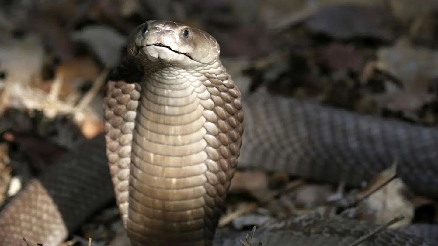 Et giftigt bid fra en kobraslange kom til at koste en uskyldig mand livet, da en 54-årig mand forsøgte at få sin enorme livsforsikring udbetalt.