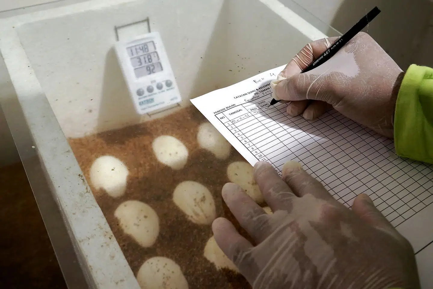 Æggene fra en komodovaran ligger til 'opvågning' i et rugeri i den zoologiske have.