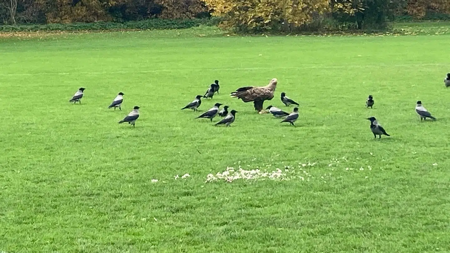 Havørne vil ofte forsøge at gå efter svage eller syge dyr, da de er et let bytte. De er dog på ingen måde kræsne, da de stort set er altædende. Foto: Rune Baastrup