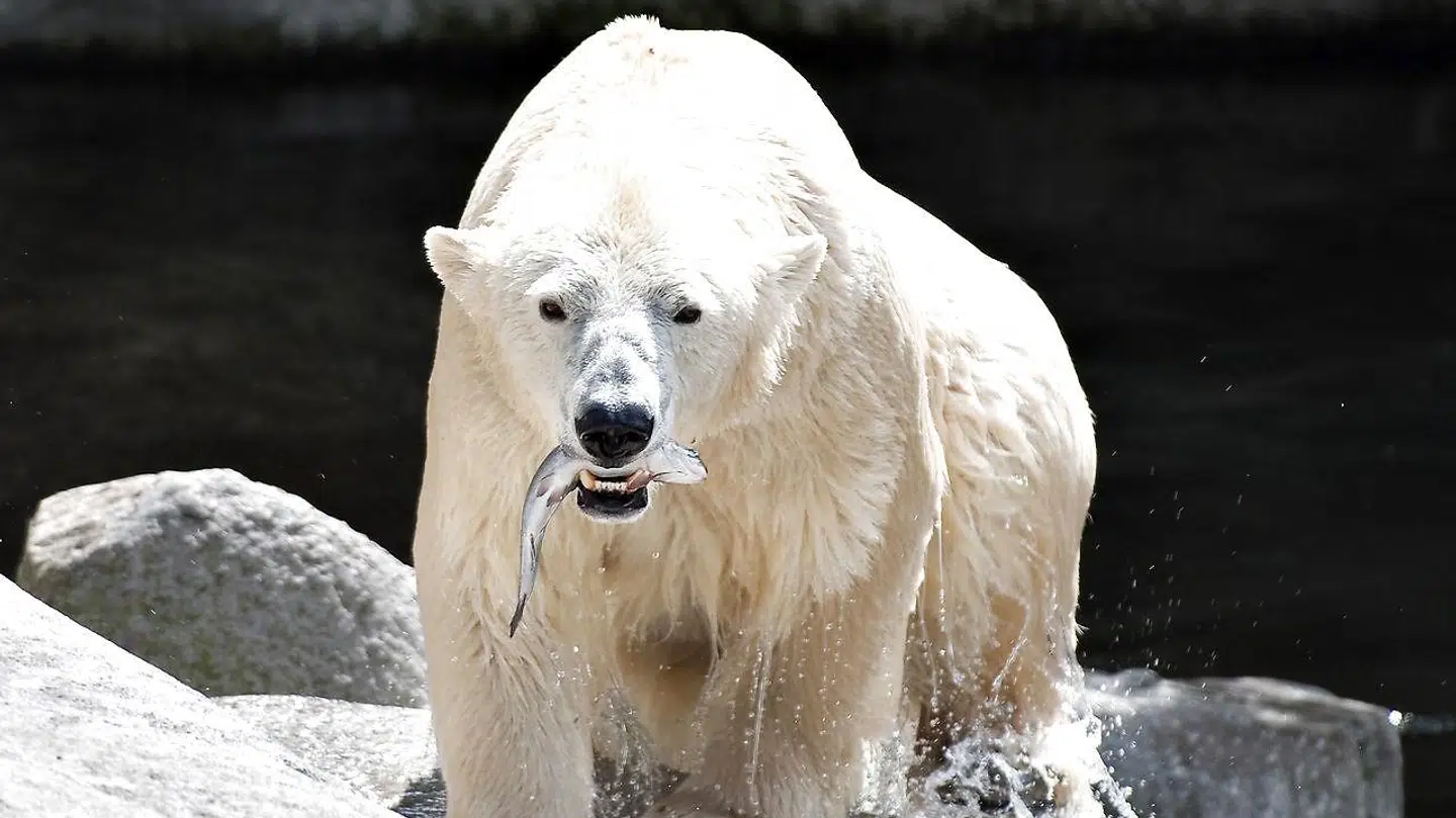 Aalborg Zoo er en oplagt date-mulighed.