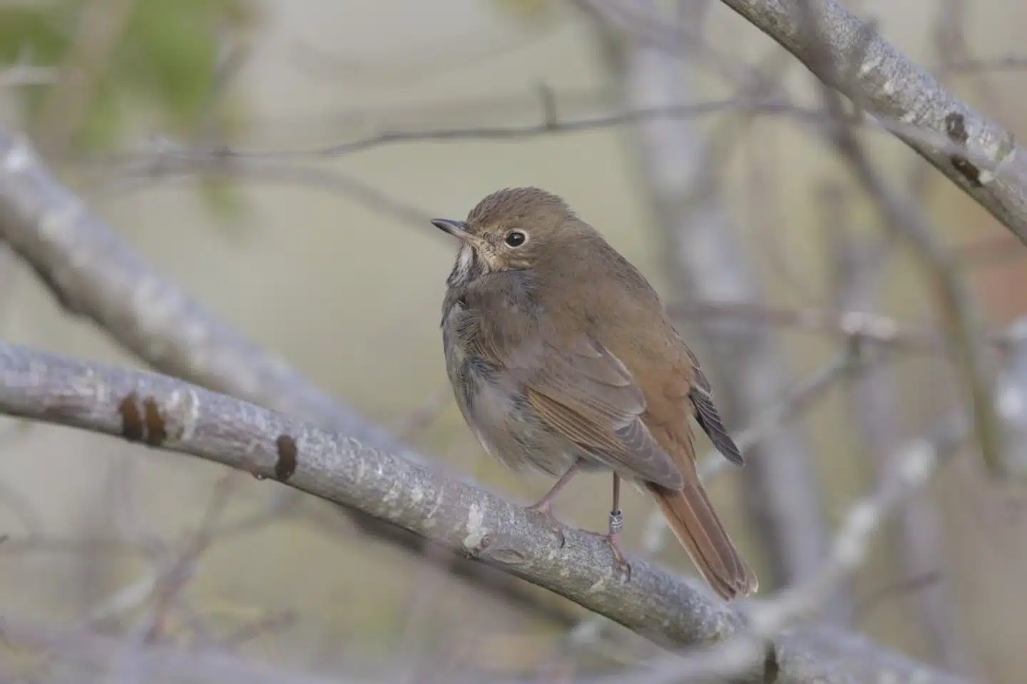 Den lille eremitdrossel er normalt hjemmeboende i Nordamerika, og den overvintrer i Centralamerika. Men for første gang er et eksemplar af fuglearten set i Danmark. Kim Liljehult/Free