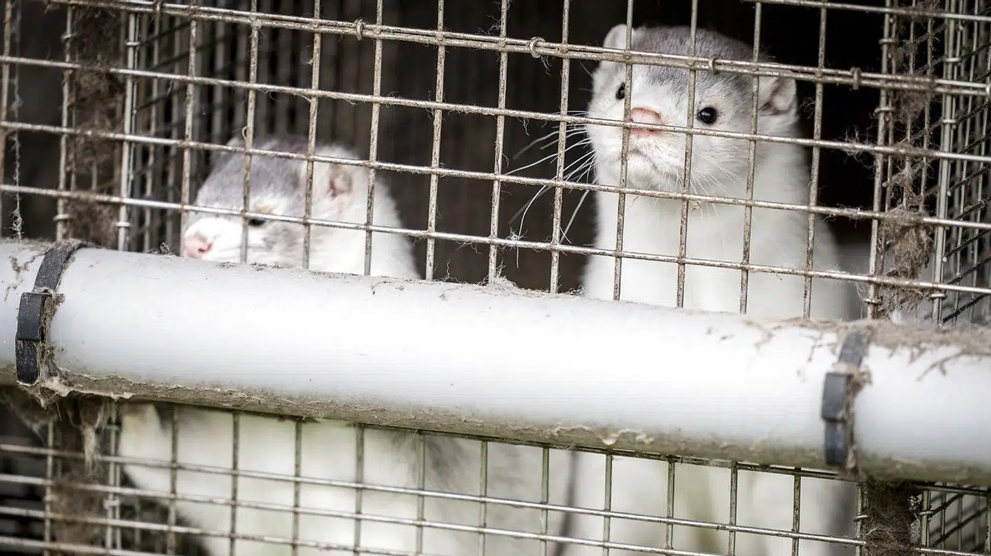 Disse mink fra minkavler Frank Andersens minkfarm i Hjørring i Nordjylland lever ikke længere. Regeringen har ofte sagt, at det skyldes en anbefaling fra sundhedsmyndighederne.