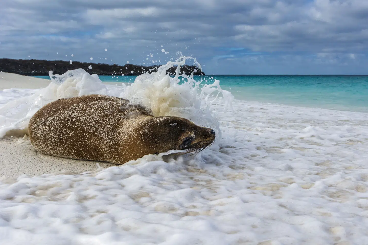 Øgruppen Galapagos er kendt for sit unikke dyre- og planteliv. (Arkivfoto). Sergio Pitamitz/Ritzau Scanpix