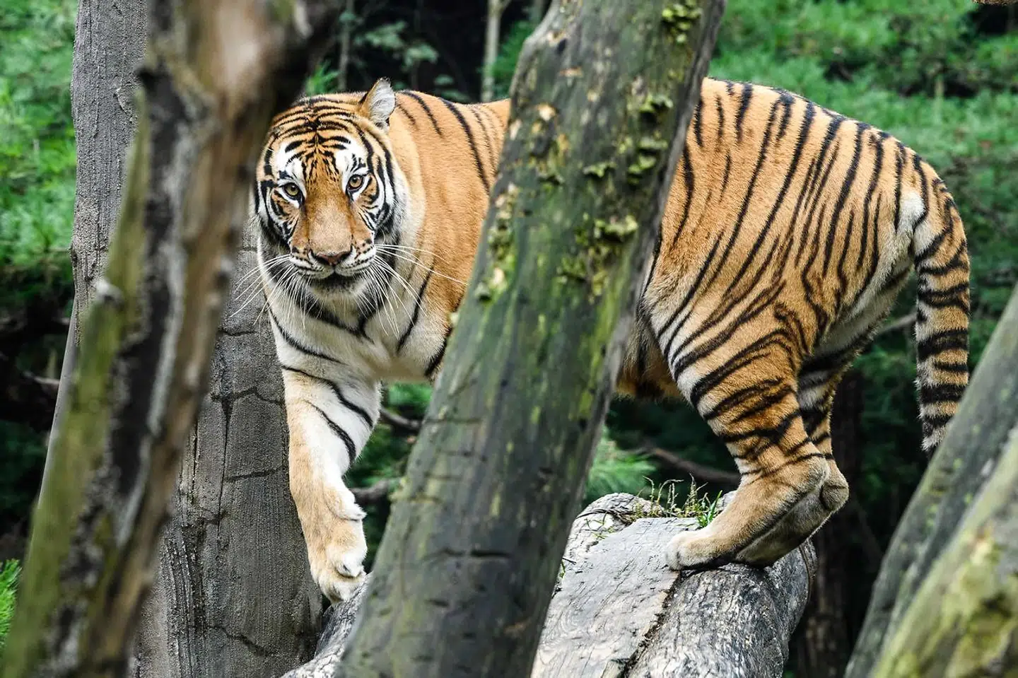 En tiger i Sydkorea.