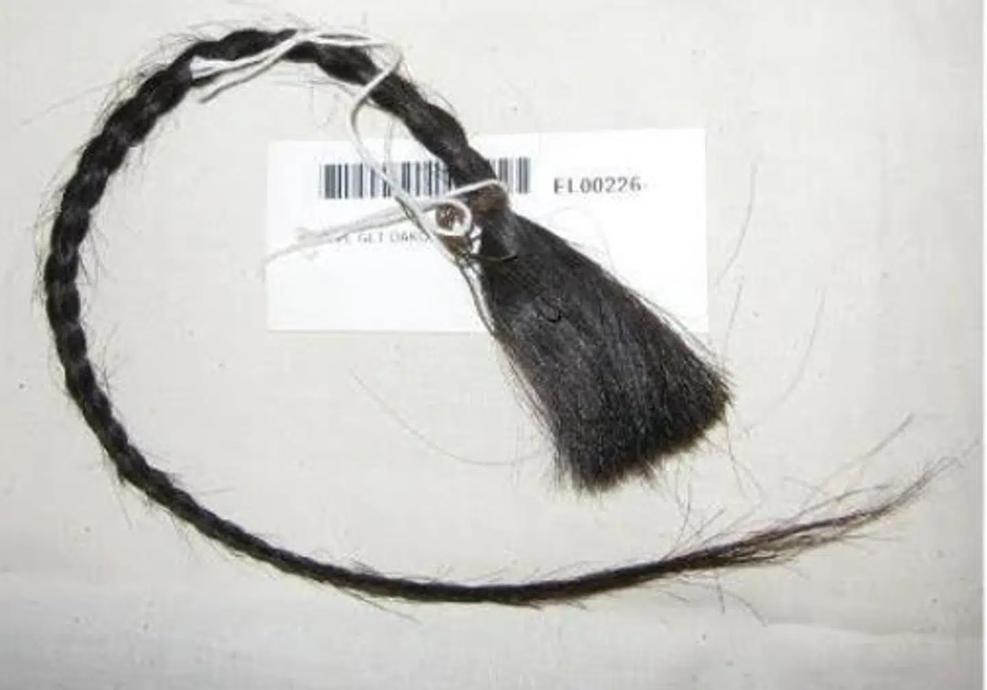 Prøven af Sitting Bulls hårpisk, som Eske Willerslev fik lov til at få med hjem til Københavns Universitet, efter en medicinmand ved en seance omkring et bøffelskind havde drøftet det med indianerhøvdingens ånd.