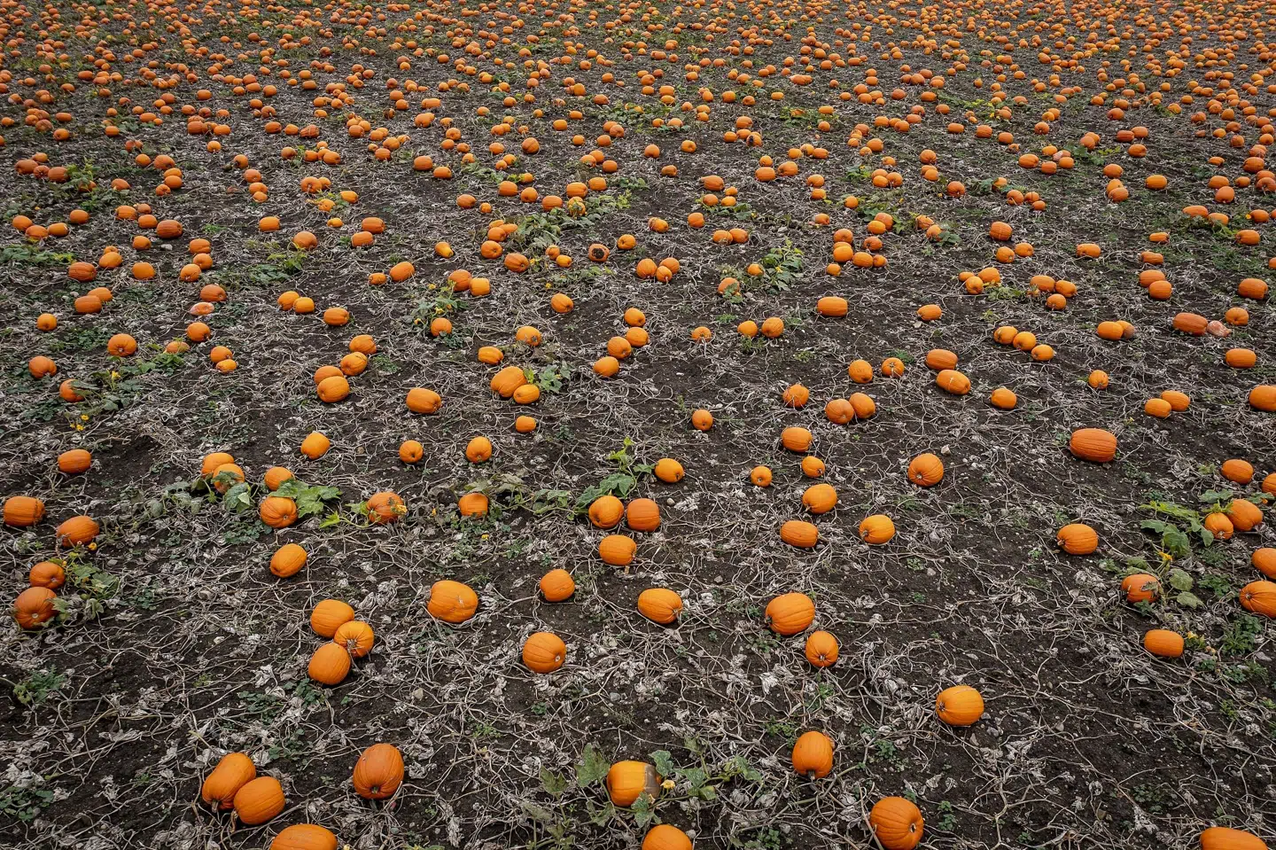 Siden sidste år er arealet til dyrkning af de græskar, vi bruger til halloween, vokset med 20 procent. Mads Claus Rasmussen/Ritzau Scanpix