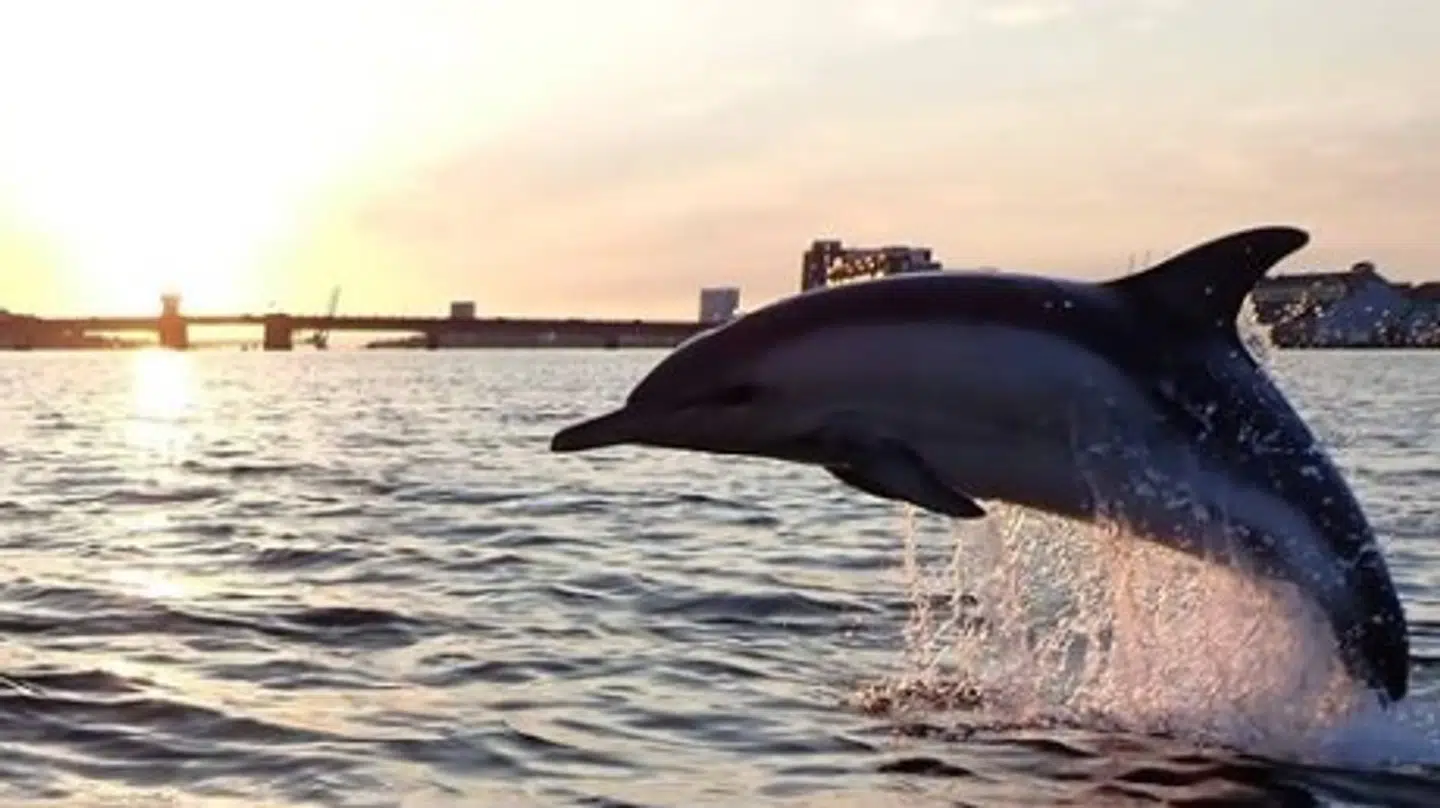 Det lykkedes Bettina Bøjstrup at spotte delfin Bupolphin i Limfjorden.