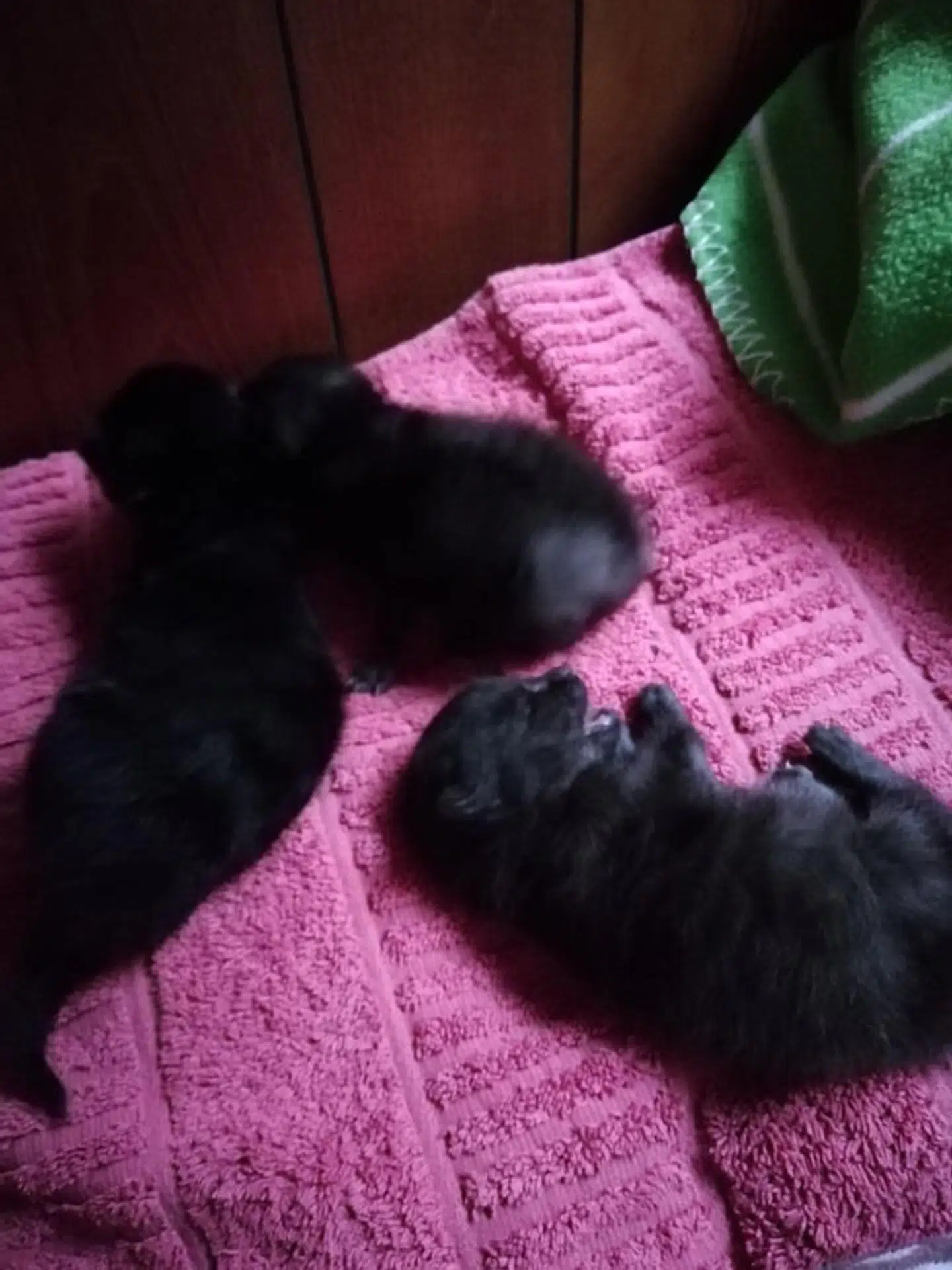 Her ses tre kattekillinger, som blev fundet i en plastikpose. Foto: Privat