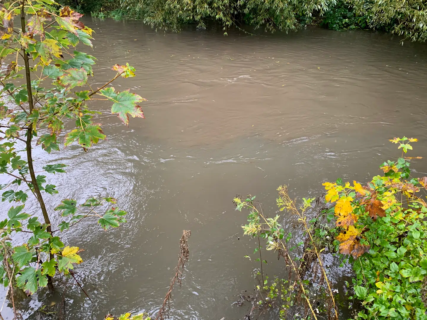 Sådan ser det ud, når urenset spildevand blandet med regnvand udledes direkte i Odense Å. Der er 110 af disse såkaldte overløb i Odense og i alt 175, hvis alle under Vandcenter Syd, der også dækker Nordfyns Kommune, regnes med. Foto: Jens Anton Havskov