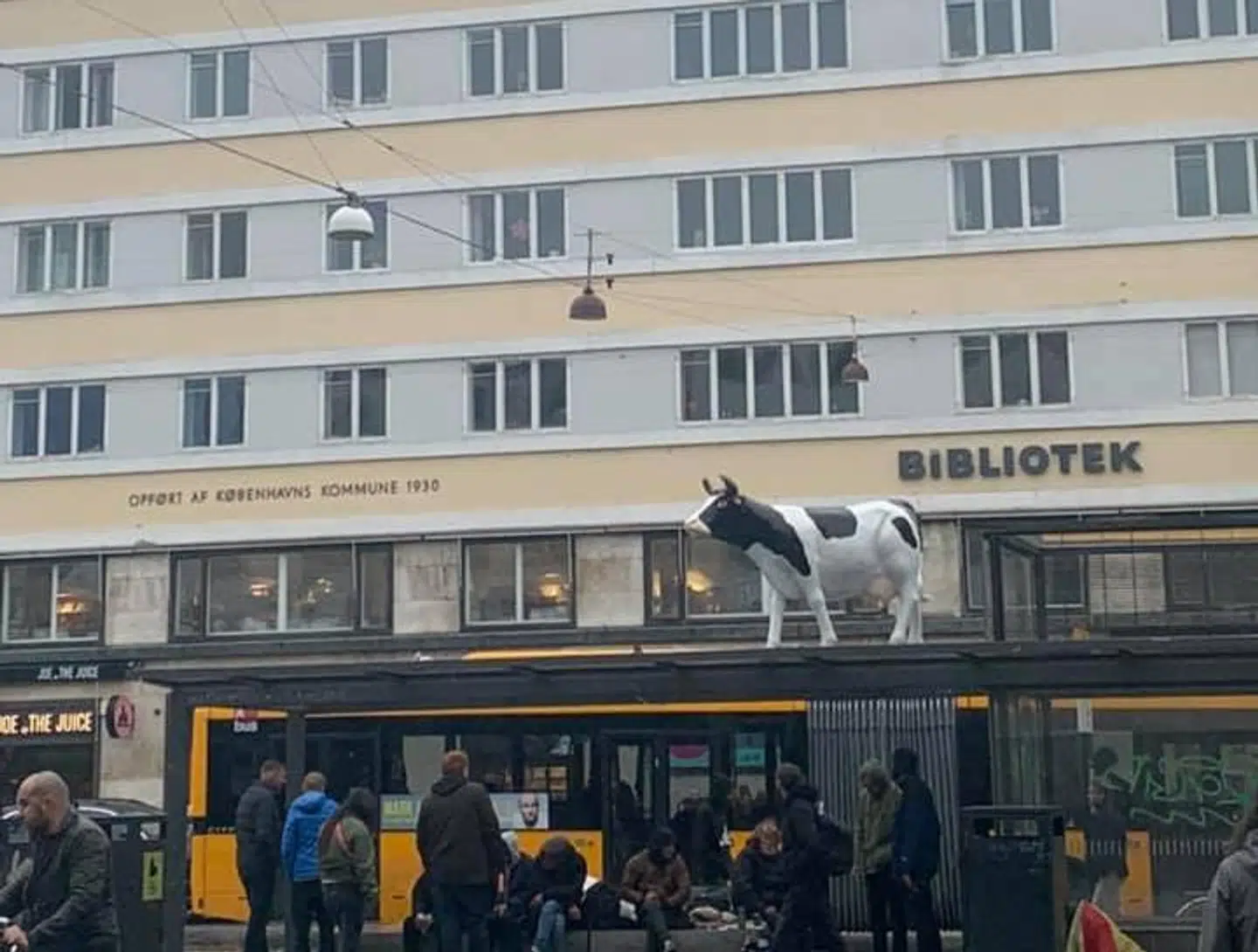Hvorfor står den koen der? Foto: Chanell Nielsen.