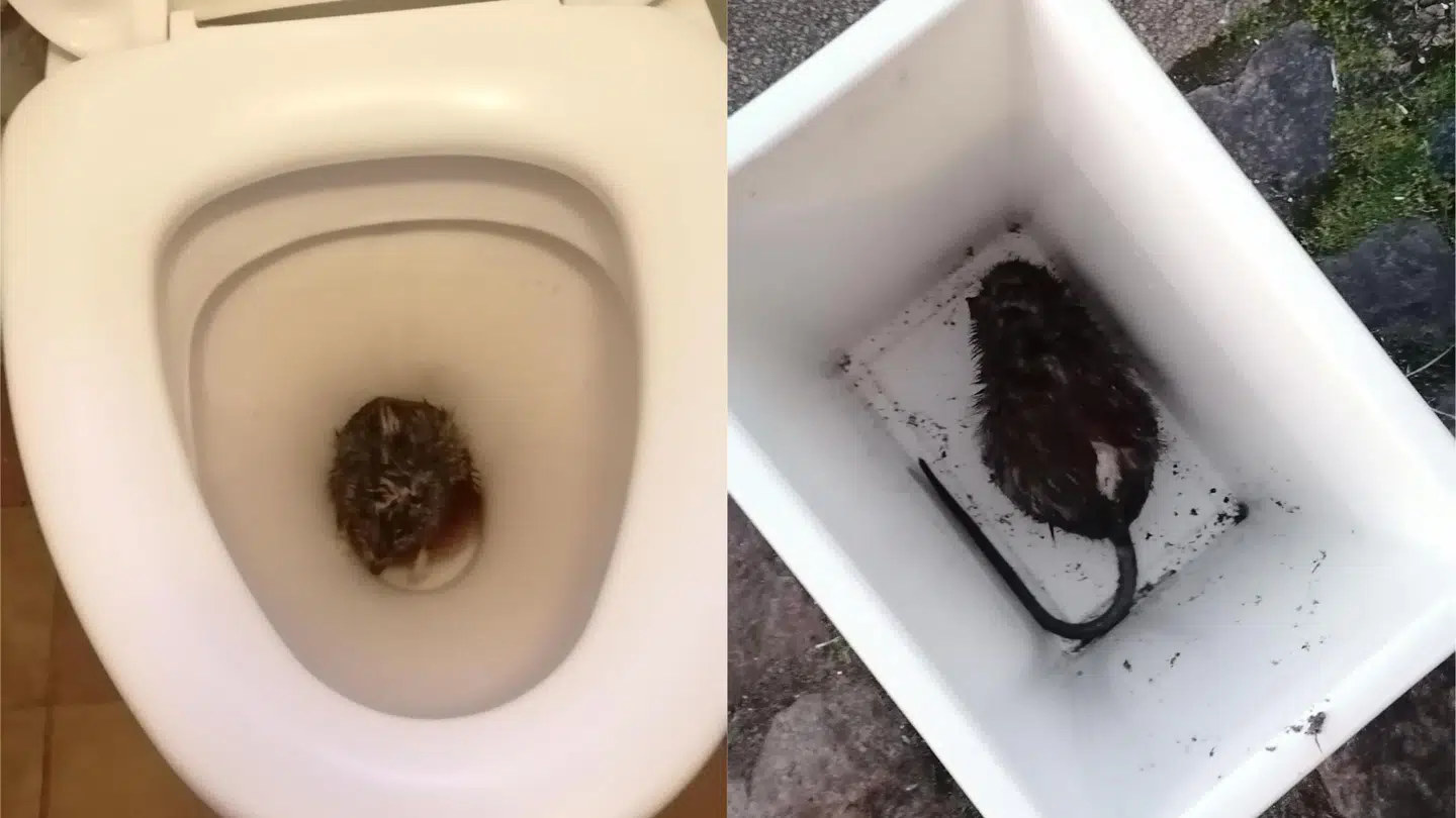 B.T. har modtaget disse billeder fra en kvindelig læser i København, der også har oplevet at have en rotte i sit toilet. B.T. har været i kontakt med kvinden, der dog ikke ønsker at medvirke i artiklen. På billedet til venstre ses den levende rotte, og på billedet til højre er den død. Foto: Læserfoto