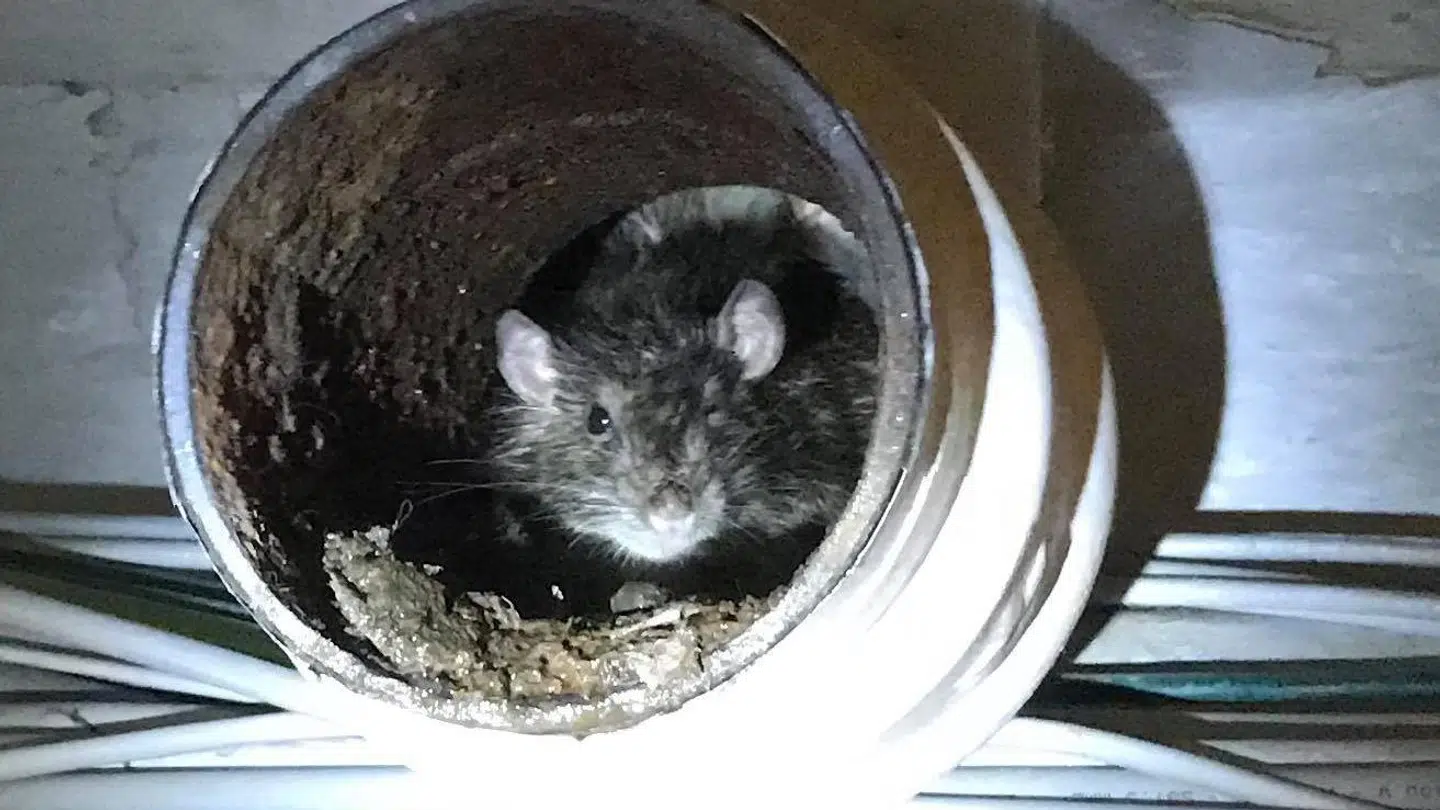 Levende rotte i et toiletrør i det indre Købehavn: Foto: Læserfoto