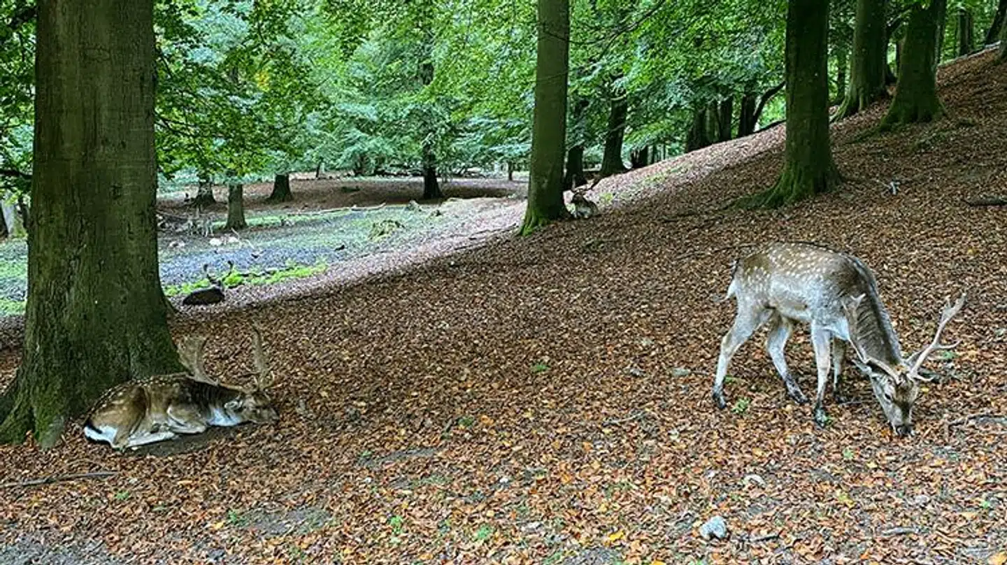 Er det ikke muligt at øremærke dyrene, og man ikke har dispensation, skal dyrene aflives.