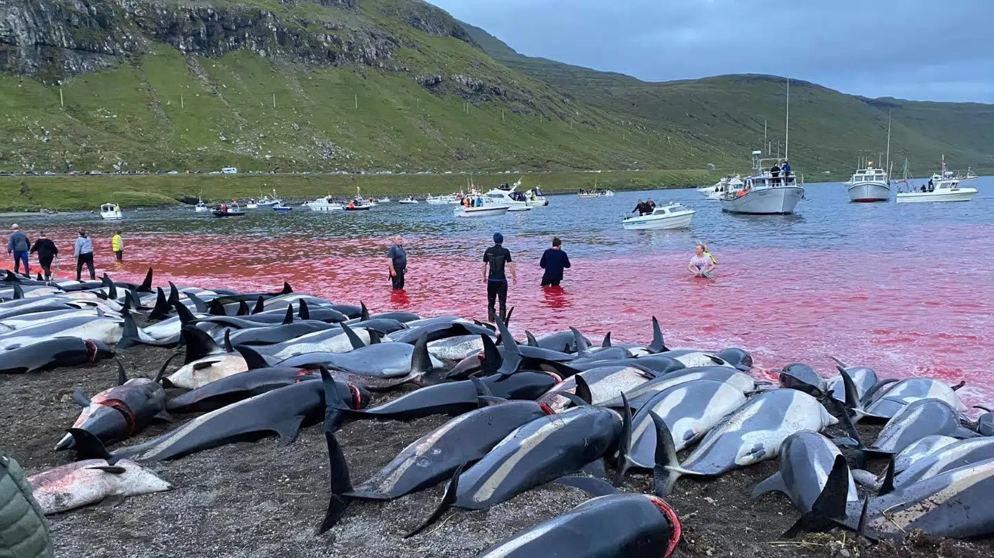 Den 12. september blev 1.428 delfiner dræbt på Færøerne.