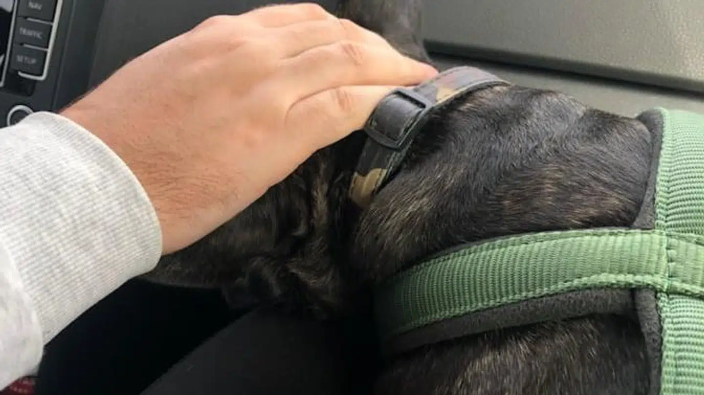 Det var en træt Dexter, som Milda og Ricky kunne hente på klinikken i Silkeborg.