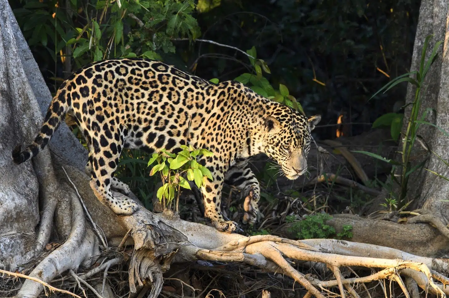 Denne jaguar er fotograferet i Pantanal i den brasilianske regnskov.
