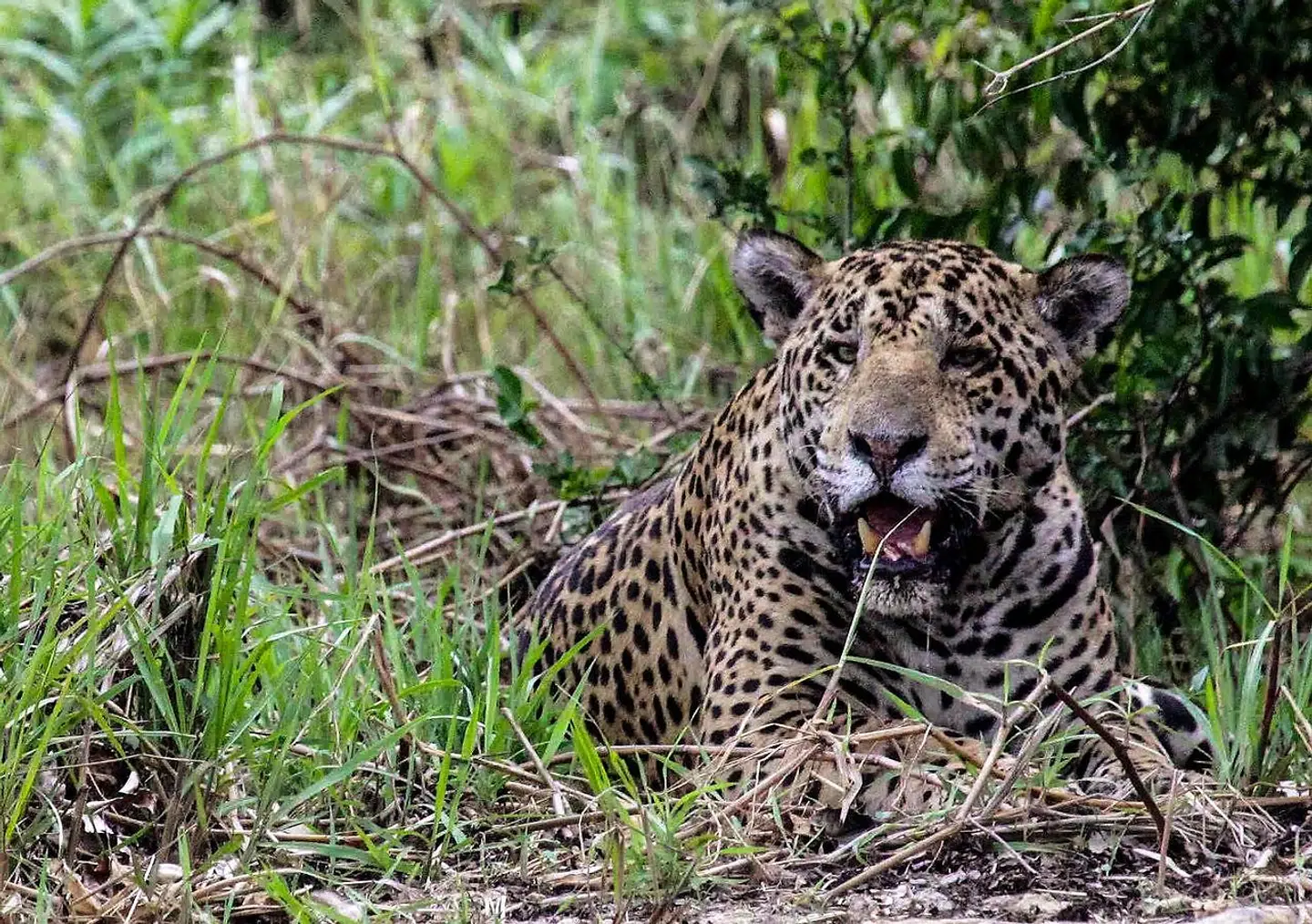 Denne jaguar ligger ved bredden af floden Paraguay i Caceres, Brasilien.