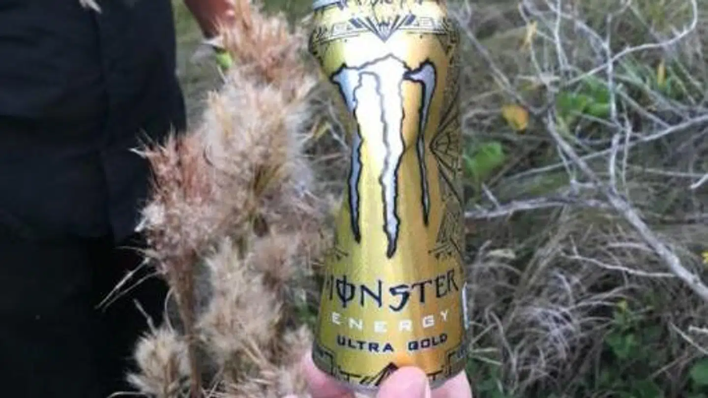 Det var denne energidrikdåse, som Chapman fandt i sin leden efter Laundrie.