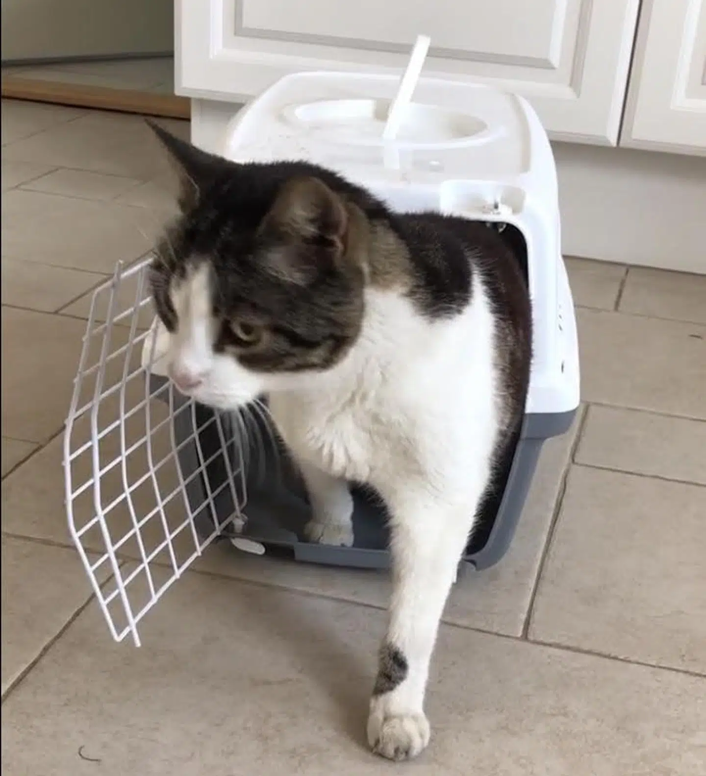 Katten Tom boede tre år i et værksted ti kilometer fra sit hjem i Klarup. Privatfoto.