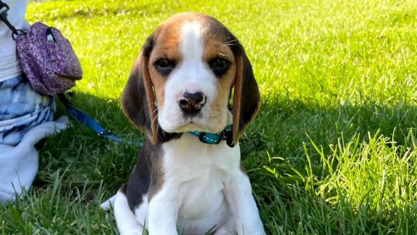 Laura håber, at hendes oplevelse vil gøre andre opmærsomme på faren ved at lade sin hund beholde halsbåndet p - selv i sikrede hvalpegårde. Privatfoto.