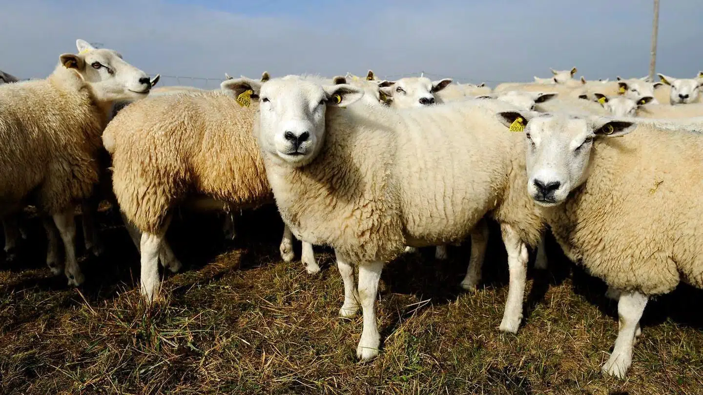 Fem får blev onsdag bidt ihjel i Frejlev. (arkivfoto)