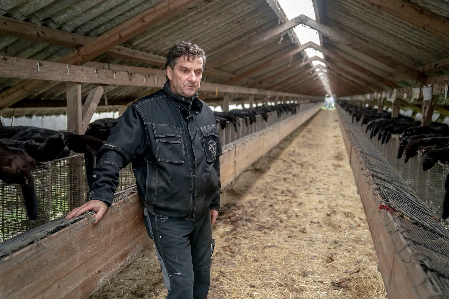 B.T. besøgte Erik Westergaard i 2020, da han var i færd med at aflive sine mink. Han mener, at regeringen har snydt minkavlerne.