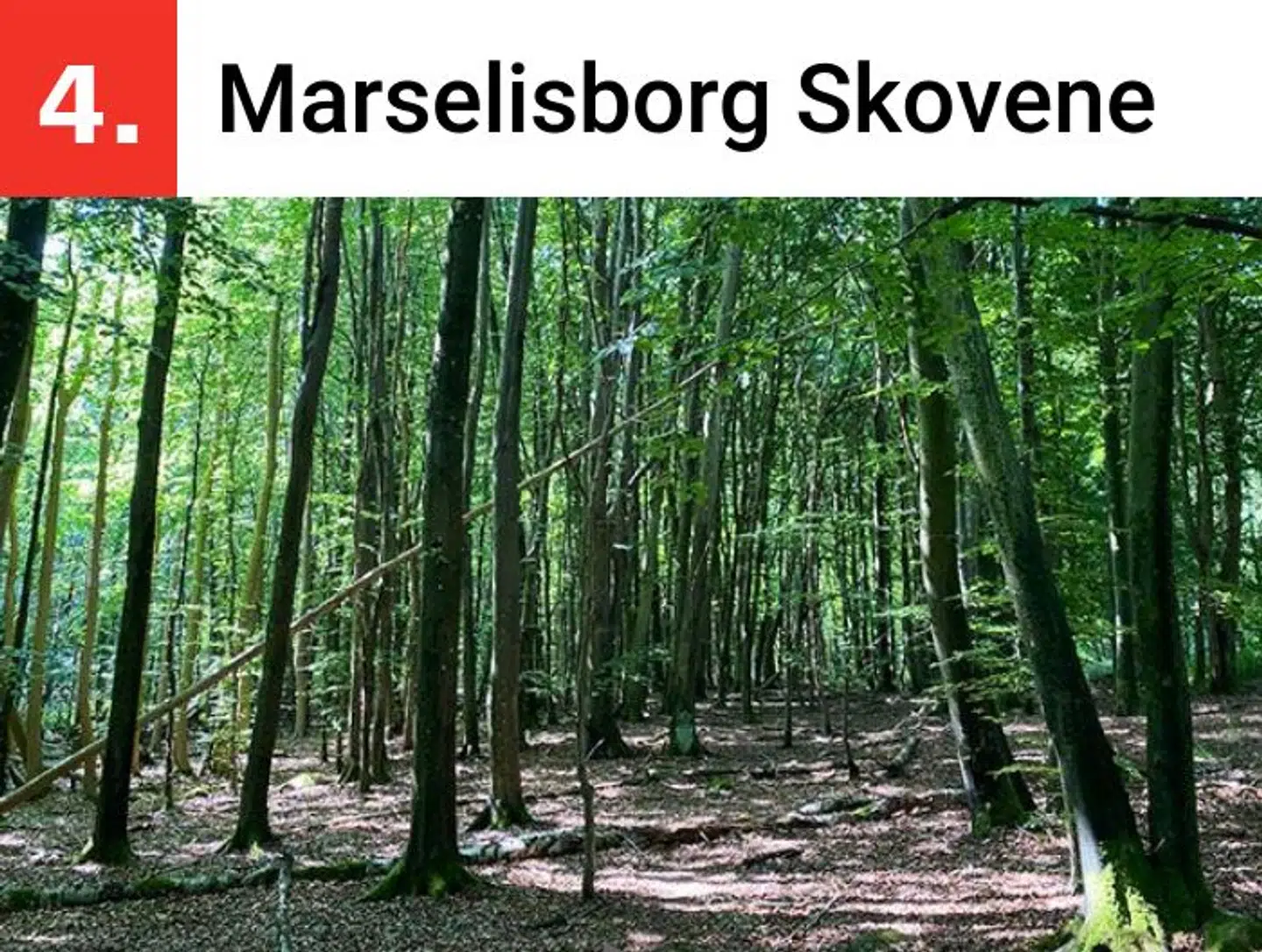 Skovene i Marselisborg og ved Moesgaard museum betyder noget særligt for Jacob Bundsgaard.