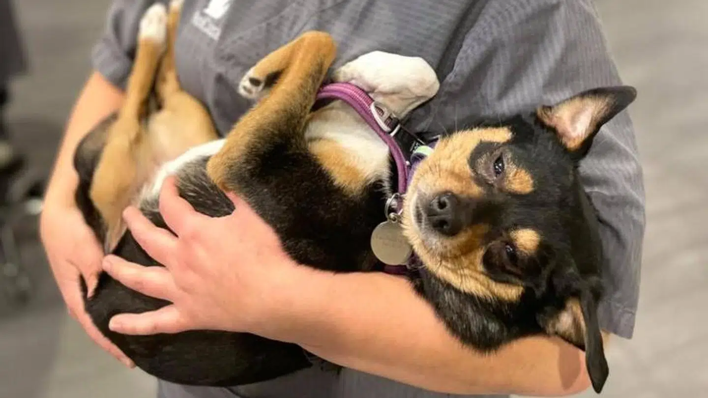 Hvis ens hundehvalp får symptomper, anbefalder Odense Dyrehospital, at man hurtigst muligt får sin hund tilset. Hundehvalpen på billedet har ikke spist en giftig svamp.