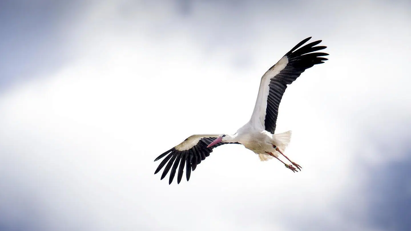 Storken Christian er fundet død i Tyrkiet. Billede viser et par af hans artsfælder på en gård i Jylland. (Arkivfoto)