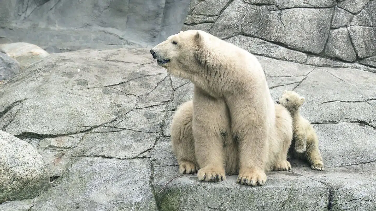Aalborg Zoo har studierabat, hvis du gern vil bruge lidt af SU'en på en vild oplevelse.