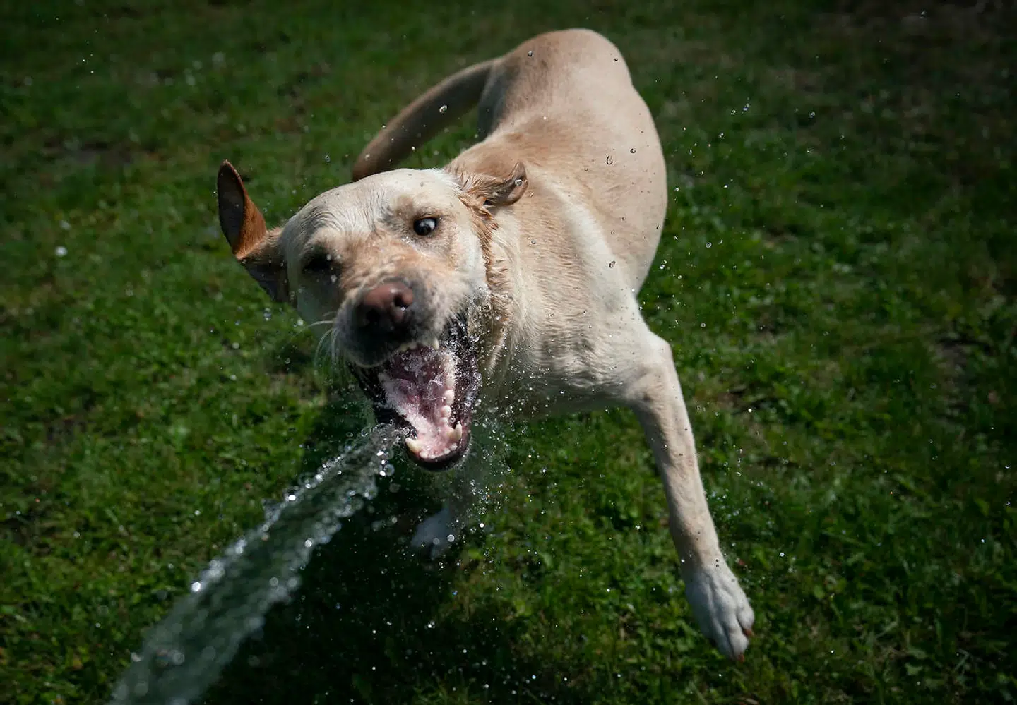 Hvis du selv leger for vildt med en fremmed hund, og hunden pludselig bider, dækker ejerens hunde-ansvarsforsikring ikke.